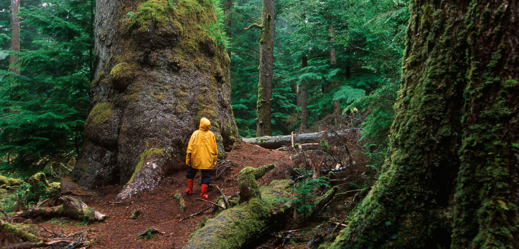 Ocean Sound Kayaking, Co.
